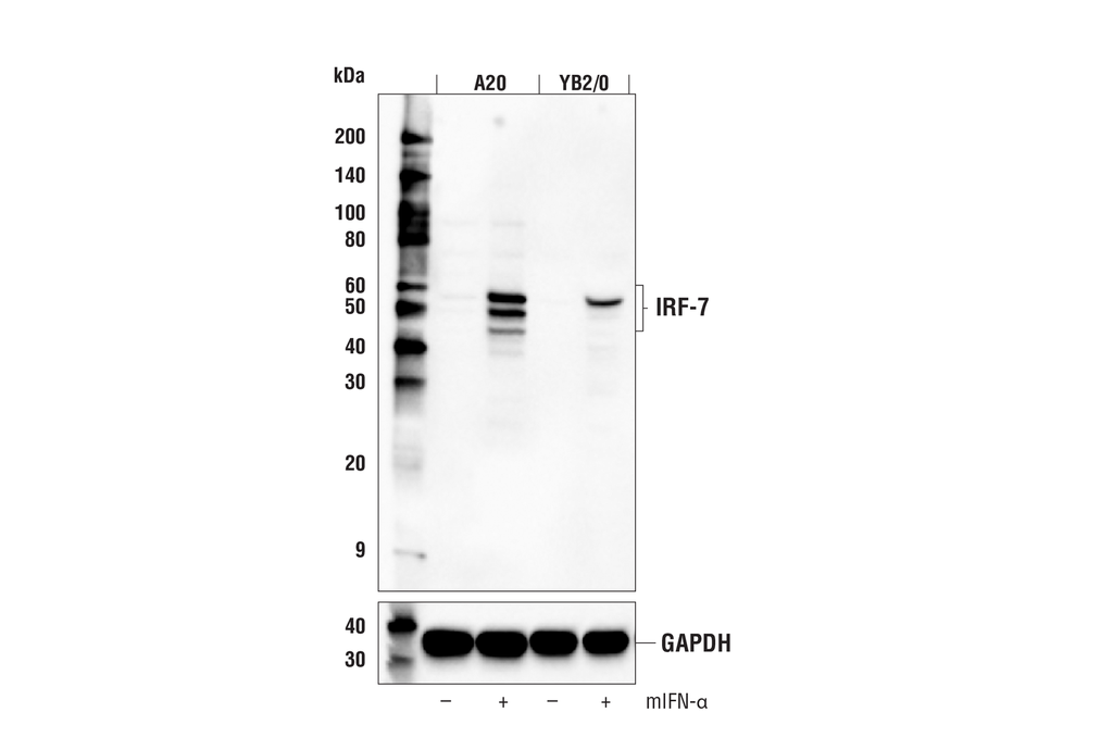 IRF-7 (D8V1J) Rabbit mAb