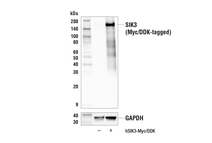 SIK3 Antibody