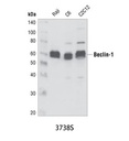 Beclin-1 Antibody