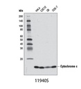 Cytochrome c (D18C7) Rabbit mAb