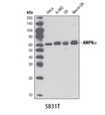 AMPKα (D5A2) Rabbit mAb