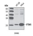 FTH1 Antibody