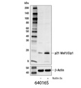 p21 Waf1/Cip1 Antibody (Mouse Preferred)