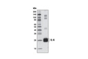 Senescence Marker Antibody Sampler Kit