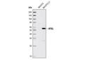 ATGL Antibody