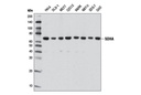 Mitochondrial Marker Antibody Sampler Kit