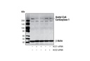 Acetyl-CoA Carboxylase 1 Antibody