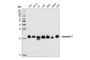 Endosomal Marker Antibody Sampler Kit