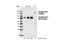 Phospho-Ret (Tyr905) Antibody