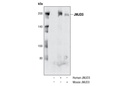 JMJD3 Antibody