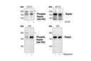 Phospho-Raptor (Ser792) Antibody