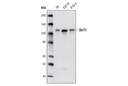 SirT1 Antibody (Mouse Specific)