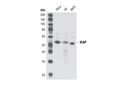 XIAP Antibody