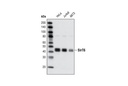 SirT6 Antibody
