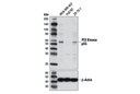 PI3 Kinase p55 (D2B3) Rabbit mAb