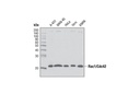 Rac1/Cdc42 Antibody