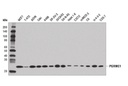 PGRMC1 (D6M5M) XP Rabbit mAb