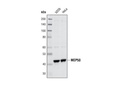 MEP50 Antibody