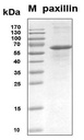 Recombinant Human Paxillin