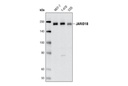 JARID1B Antibody
