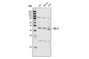 IRF-2 Antibody