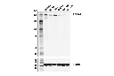 COL4A1 Antibody