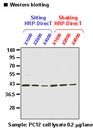 Anti-β-Actin pAb-HRP-DirecT