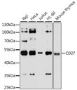 Anti-CD27 antibody