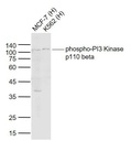 磷酸化磷脂酰肌醇激酶（PI3Kb）抗体
