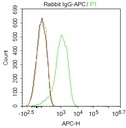 APC标记兔IgG（同型对照)